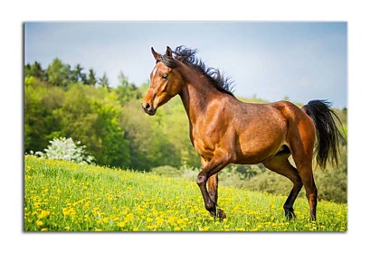 Fototapeta Brown Horse 24739
